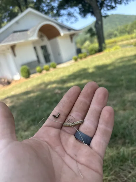 Two fall armyworms found on a scouting pass, held in a technician’s palm