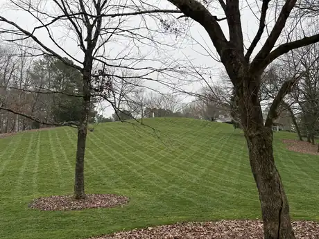 A striped tall fescue lawn holding full green under bare winter hardwoods