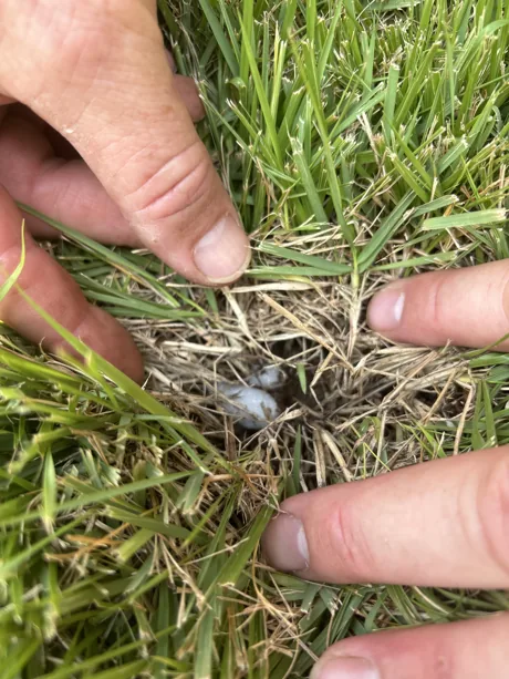 A technician holding a white grub found while scouting the turf