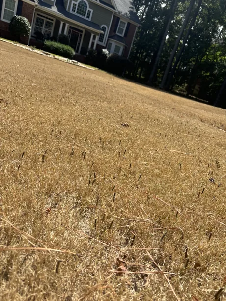A lawn taken down to straw-colored stems by fall armyworms, the worms still visible on the blades